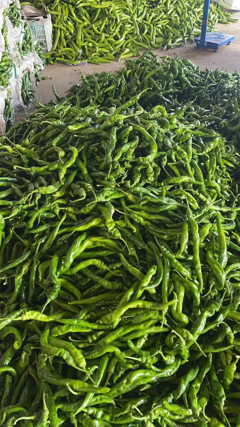 【推荐】精品螺丝椒大量上市质量有保证货源充足欢迎选购