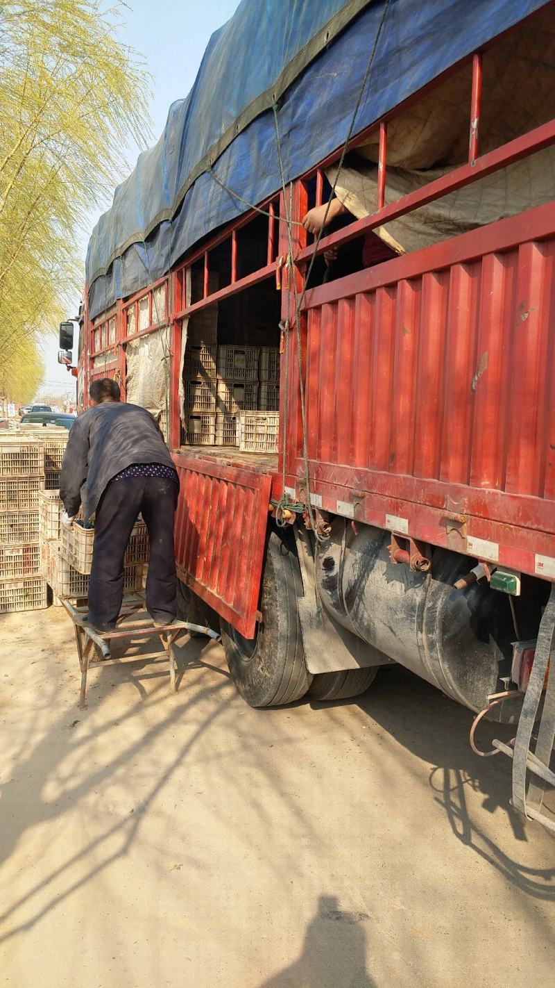 金叶过路黄基地直供一手货源欢迎选购