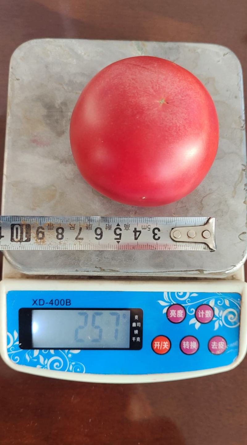 硬粉西红柿种子，越夏秋延越冬大棚栽培，粉红大果，抗病高产