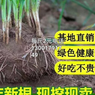 两年培育成的宽叶亩产每茬达五千斤的韭菜根是大棚的好选择