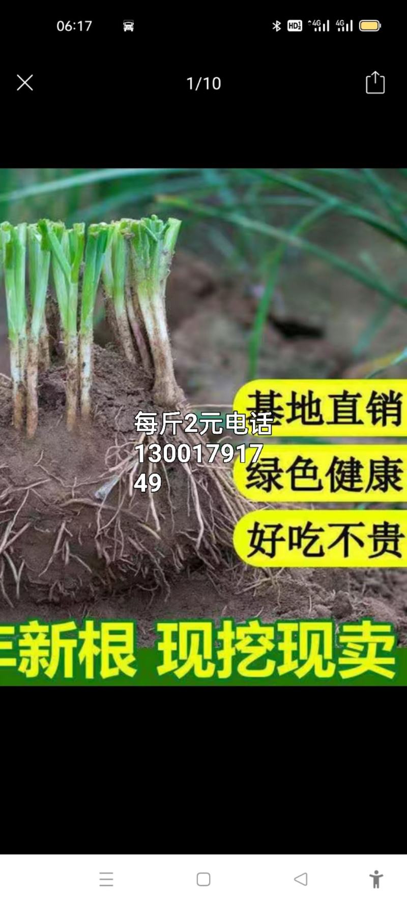 两年培育成的宽叶亩产每茬达五千斤的韭菜根是大棚的好选择