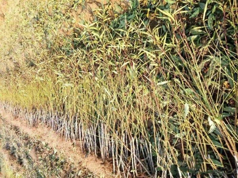 王母蟠桃苗桃树嫁接苗油桃树苗蟠桃嫁接苗