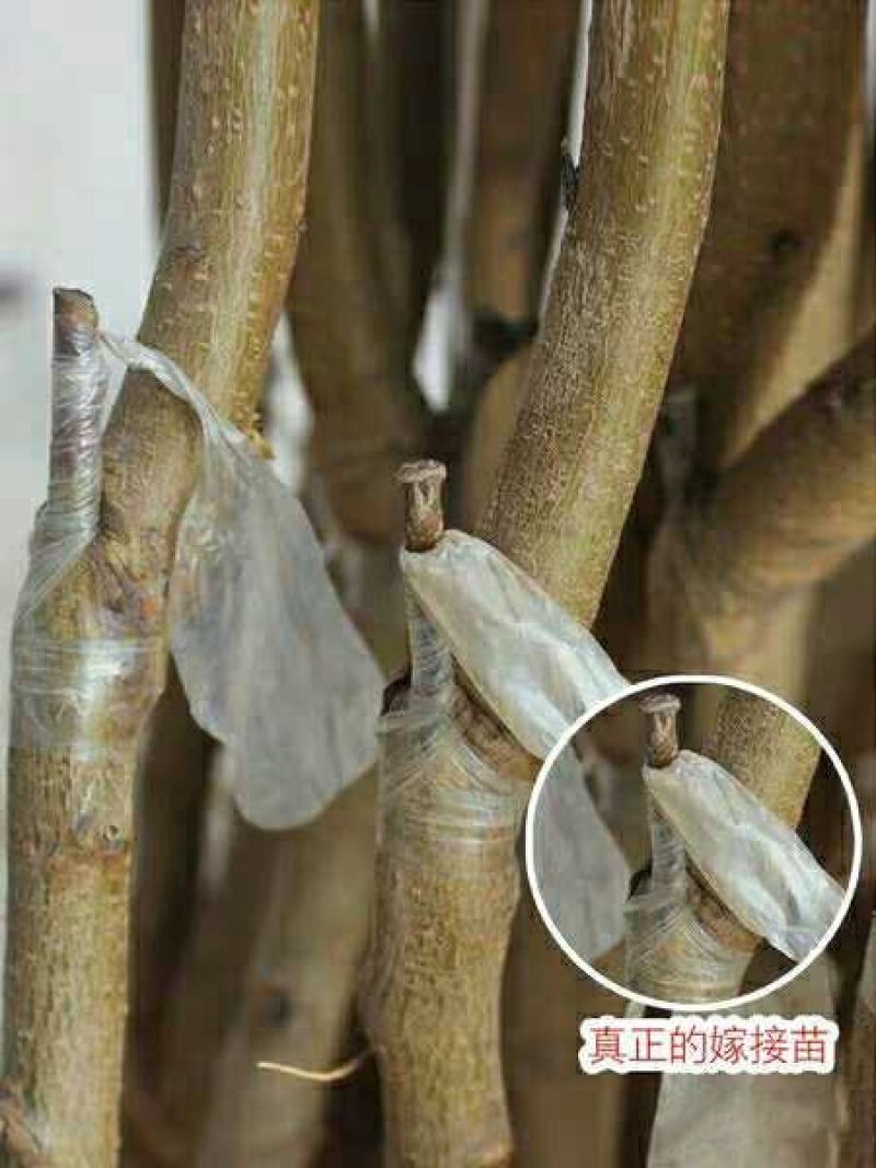 王母蟠桃苗桃树嫁接苗油桃树苗蟠桃嫁接苗