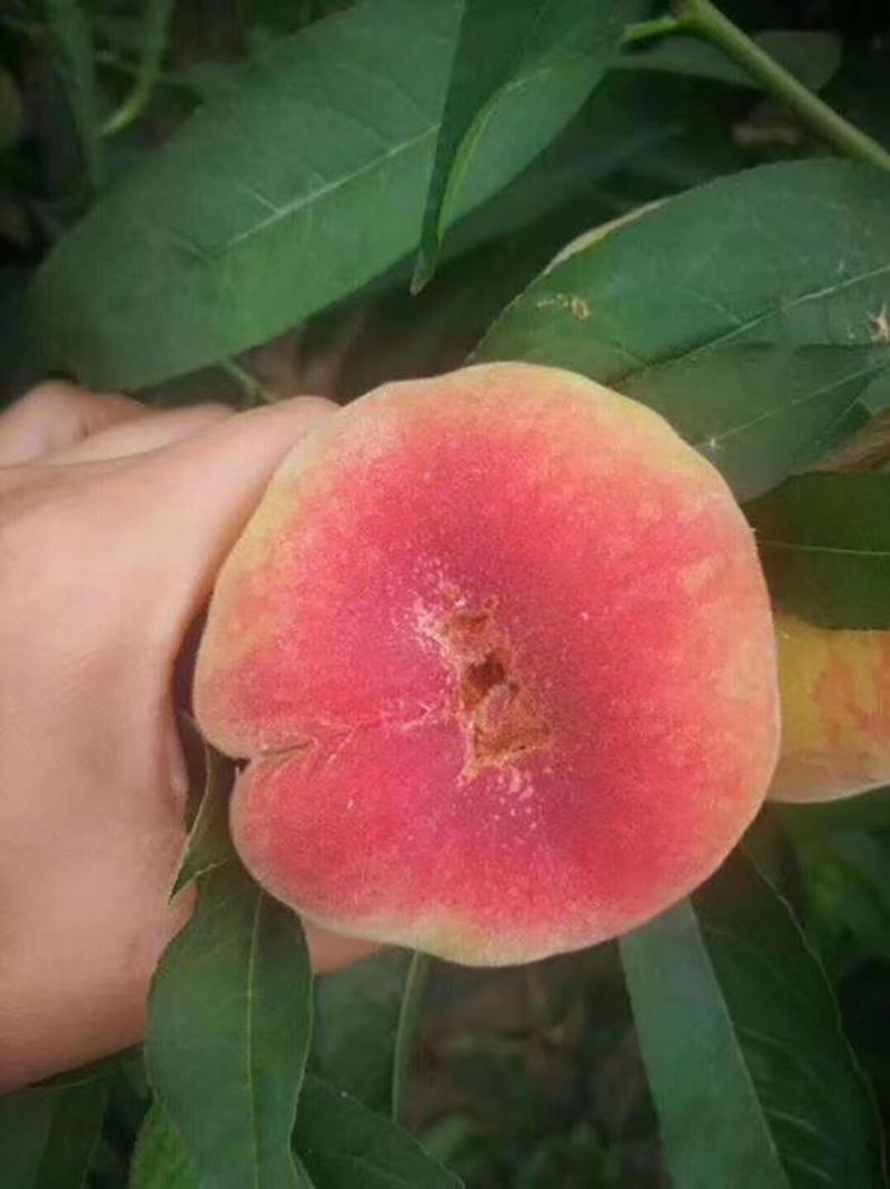 王母蟠桃苗桃树嫁接苗油桃树苗蟠桃嫁接苗