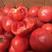 寿光普罗旺斯西红柿苗批发甜度高口感大粉番茄苗全国发货