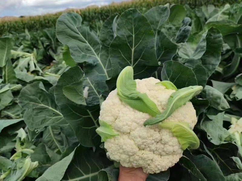 珍玉松宝100青梗松花菜种子2.5㎏花球洁白浅绿梗