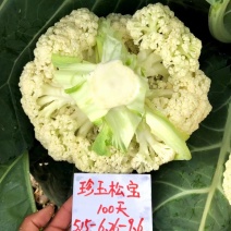 珍玉松宝100青梗松花菜种子2.5㎏花球洁白浅绿梗