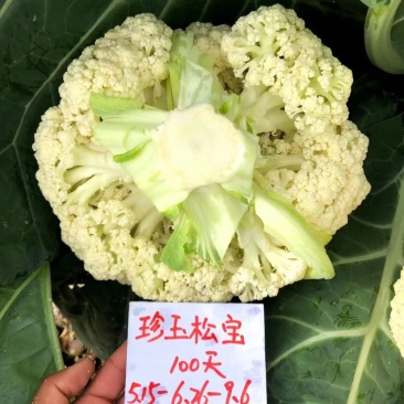 珍玉松宝100青梗松花菜种子2.5㎏花球洁白浅绿梗