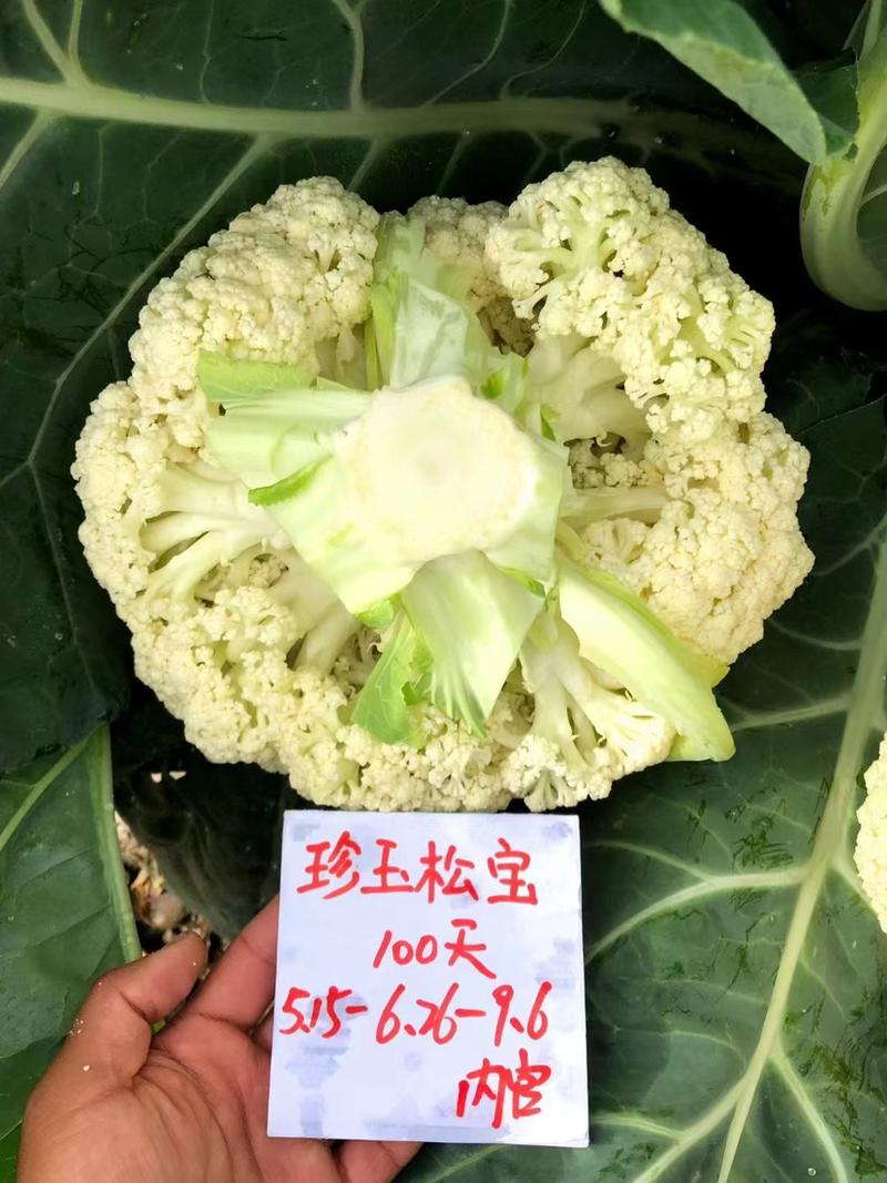 珍玉松宝100青梗松花菜种子2.5㎏花球洁白浅绿梗