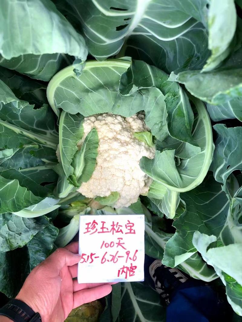 珍玉松宝100青梗松花菜种子2.5㎏花球洁白浅绿梗