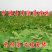 葛藤种子护坡草籽百花银背藤野葛根边坡绿化植物巩固沙土