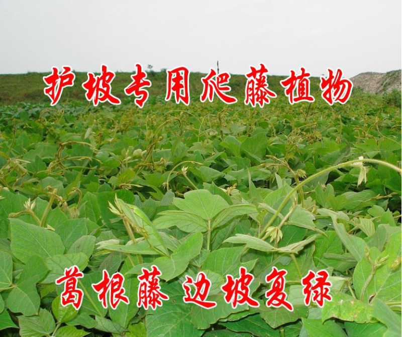 葛藤种子护坡草籽百花银背藤野葛根边坡绿化植物巩固沙土