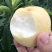 蒙阴白桃树苗白桃树苗新品种白如玉桃树苗留树时间长特耐