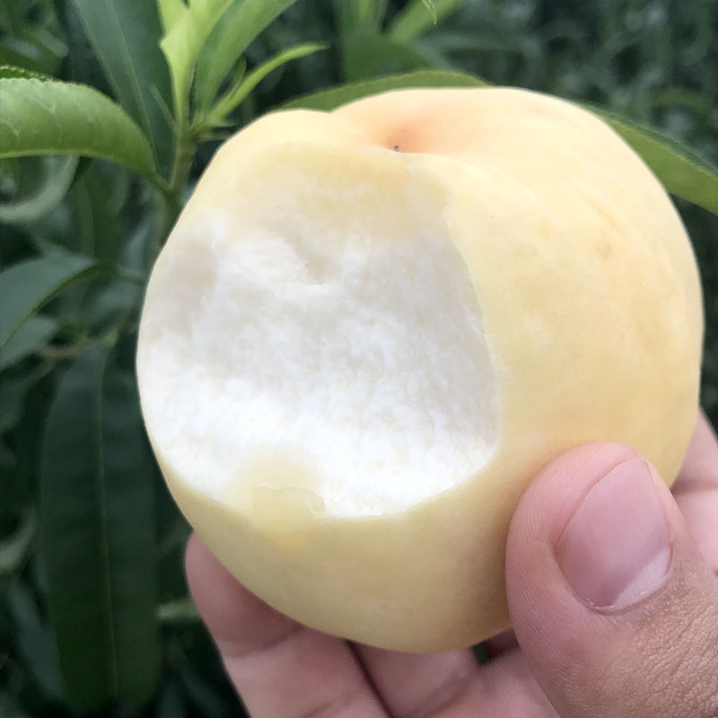 蒙阴白桃树苗白桃树苗新品种白如玉桃树苗留树时间长特耐