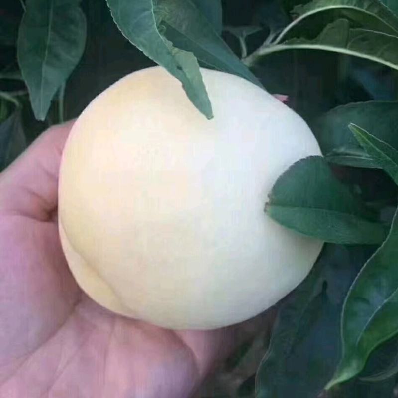 蒙阴白桃树苗白桃树苗新品种白如玉桃树苗留树时间长特耐