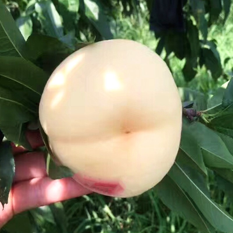 蒙阴白桃树苗白桃树苗新品种白如玉桃树苗留树时间长特耐