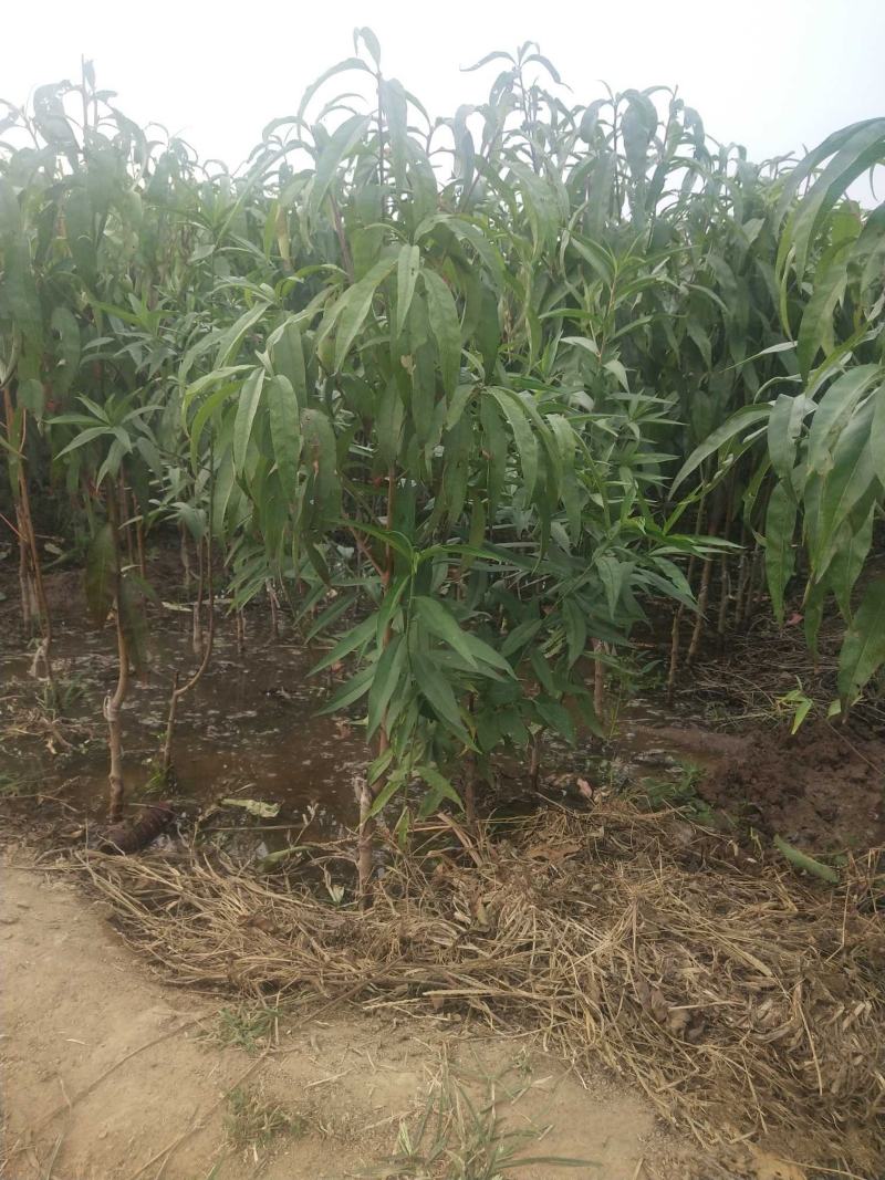 蒙阴白桃树苗白桃树苗新品种白如玉桃树苗留树时间长特耐