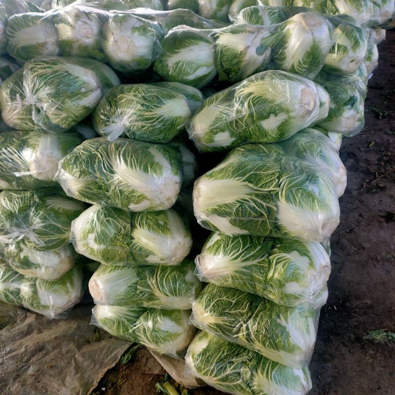 秦杂二号白菜4~6斤，色泽绿，口感好，现己大量上市