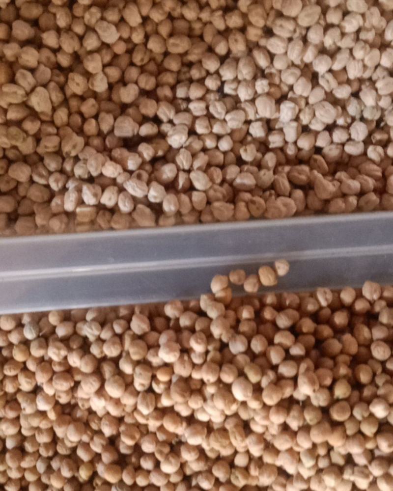 [热卖]新疆疏附县优质鹰嘴豆大量供应诚信经营