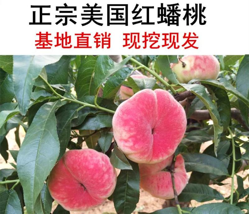 美国红蟠桃苗蟠桃树苗玉露蟠黄油蟠桃苗南方北方种植果树