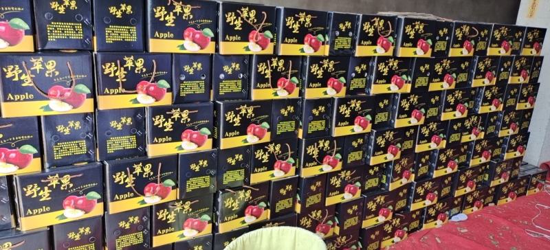云南昭通原生态冰糖心红富士苹果，支持整车，快递，团购等
