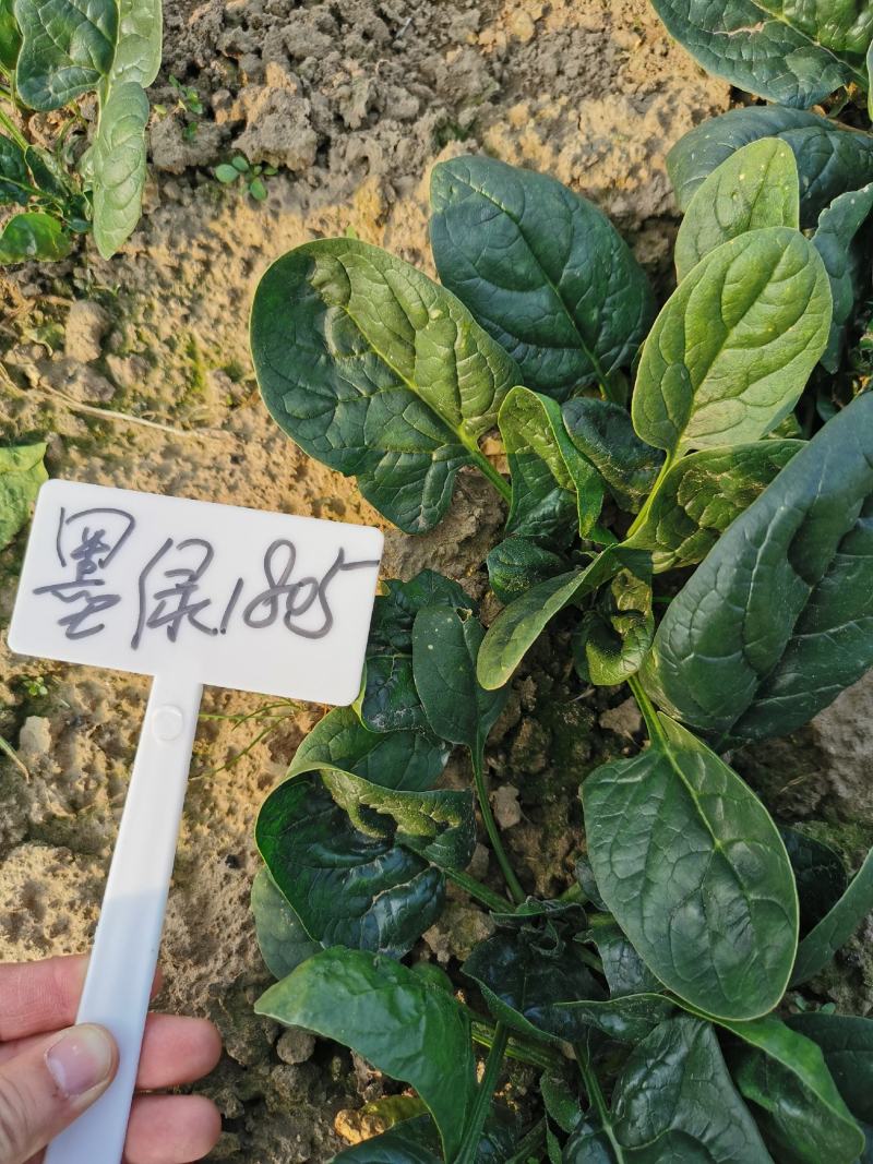 墨绿1805大圆叶菠菜种子高产抗病春秋越冬菠菜籽600克