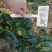 墨绿1805大圆叶菠菜种子高产抗病春秋越冬菠菜籽600克