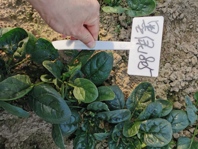 墨绿1805大圆叶菠菜种子高产抗病春秋越冬菠菜籽600克