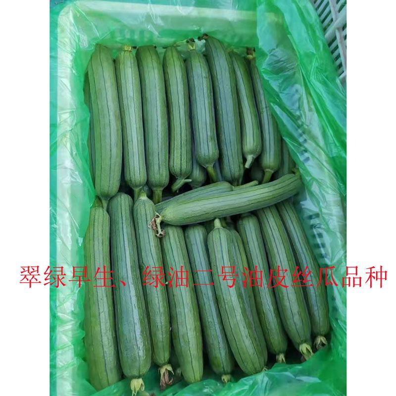 短棒油皮丝瓜种子早熟高产水瓜种子10克原装发货