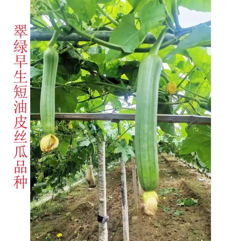 短棒油皮丝瓜种子早熟高产水瓜种子10克原装发货