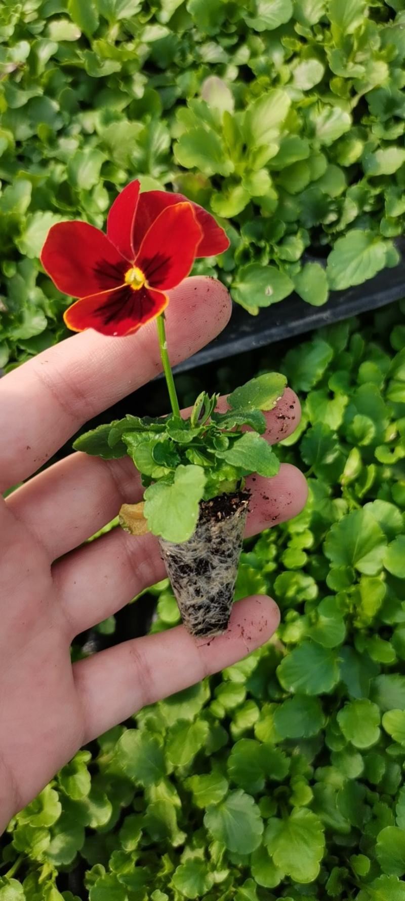 冬季花坛精灵品种角堇，角堇种苗预售发货批发价格