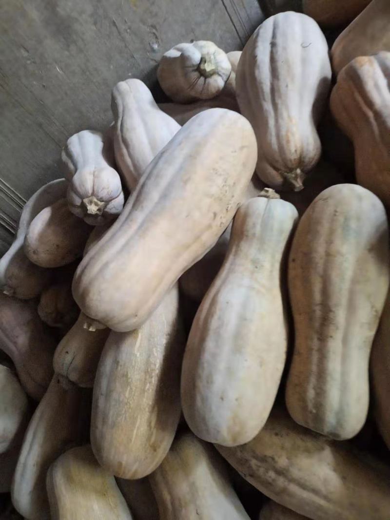 老南瓜