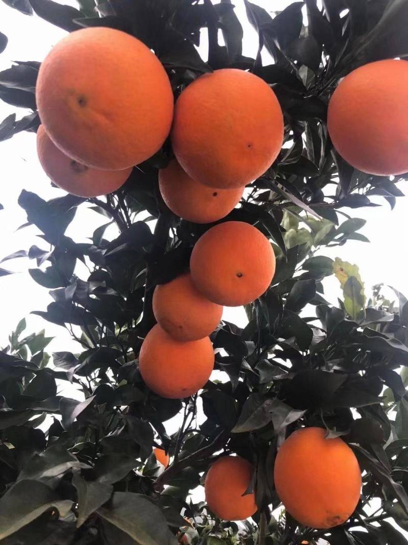 湖北秭归纽荷尔脐橙口感纯甜无渣产地一手货源全国代发品质好