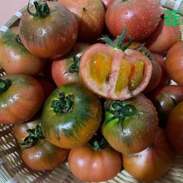 带绿肩草莓口感柿子苗日本进口菲林精品果番茄苗甜度高