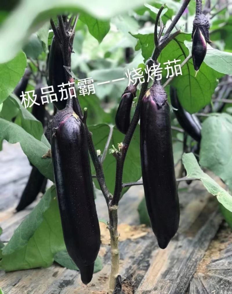 嫁接茄霸烧烤茄苗寿光紫黑长茄苗供应口感好苗厂直发