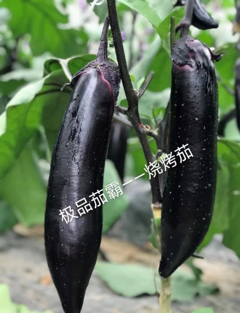 嫁接茄霸烧烤茄苗寿光紫黑长茄苗供应口感好苗厂直发