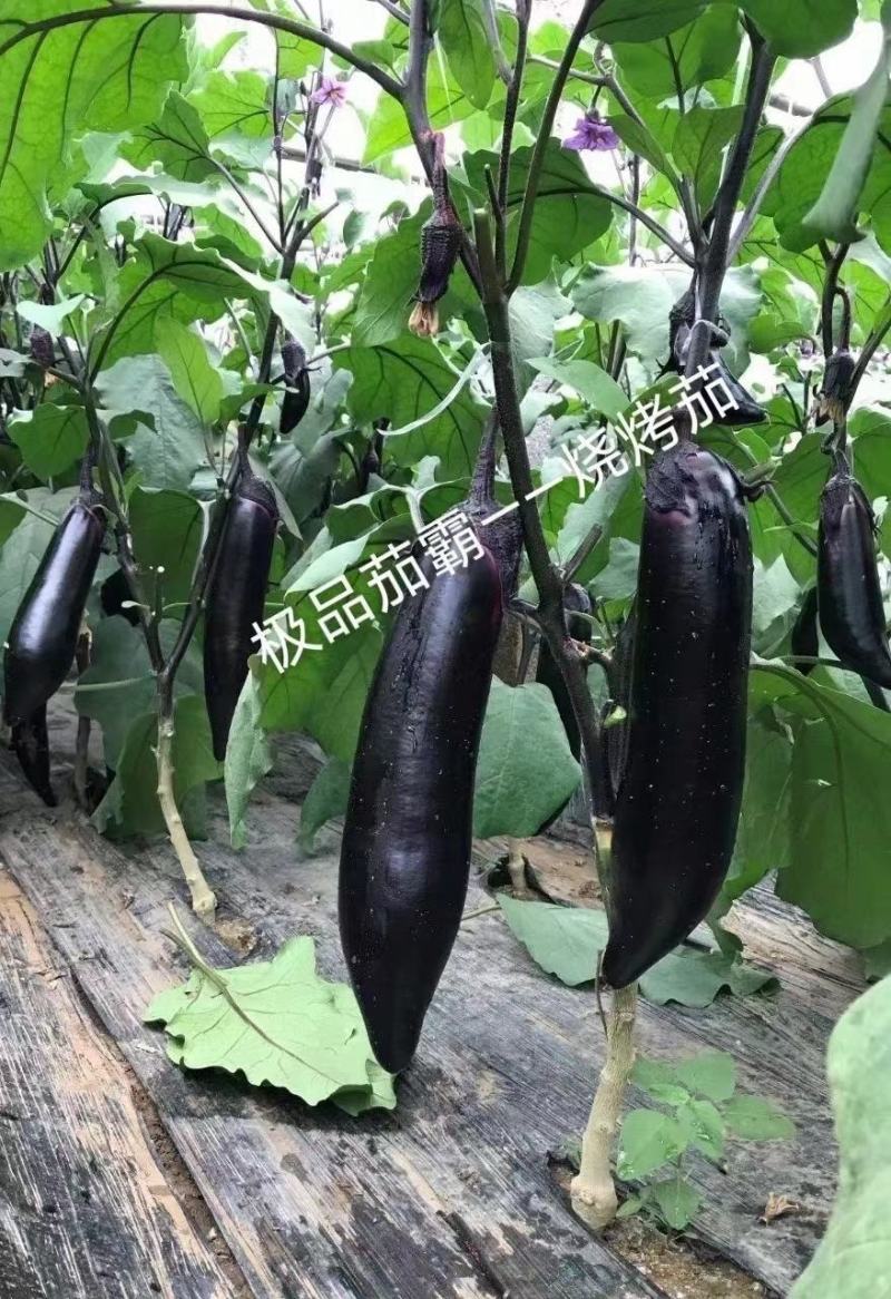 嫁接茄霸烧烤茄苗寿光紫黑长茄苗供应口感好苗厂直发