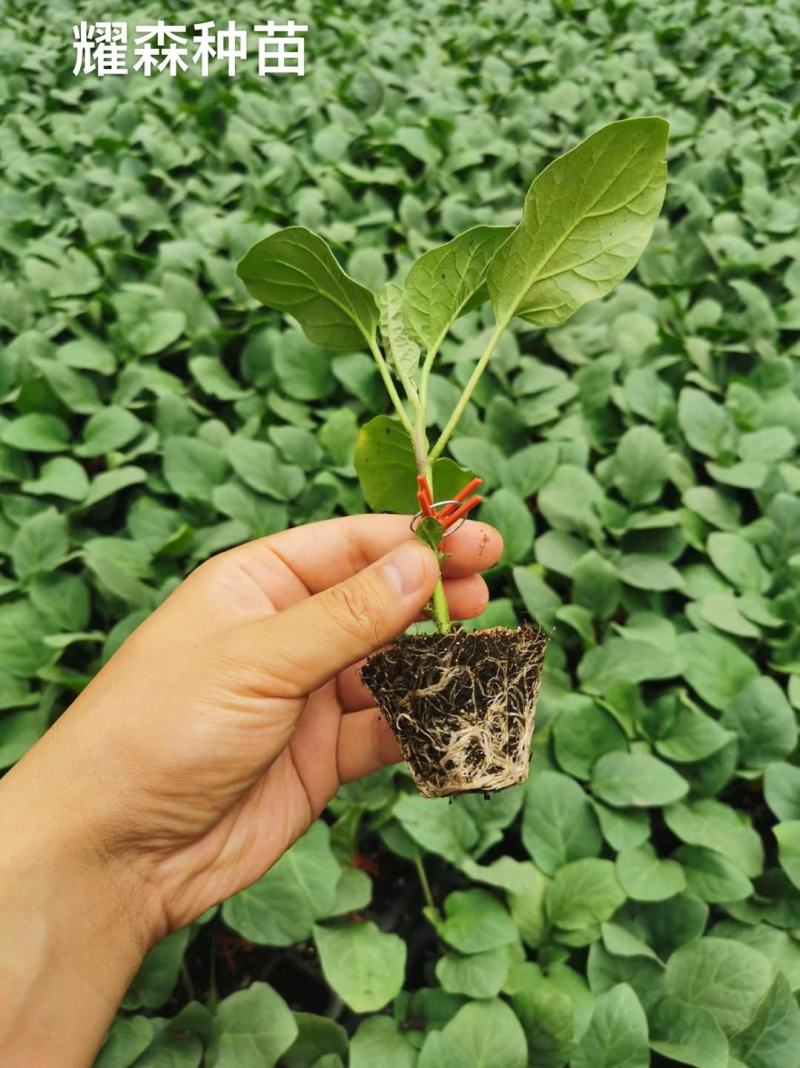 嫁接茄霸烧烤茄苗寿光紫黑长茄苗供应口感好苗厂直发