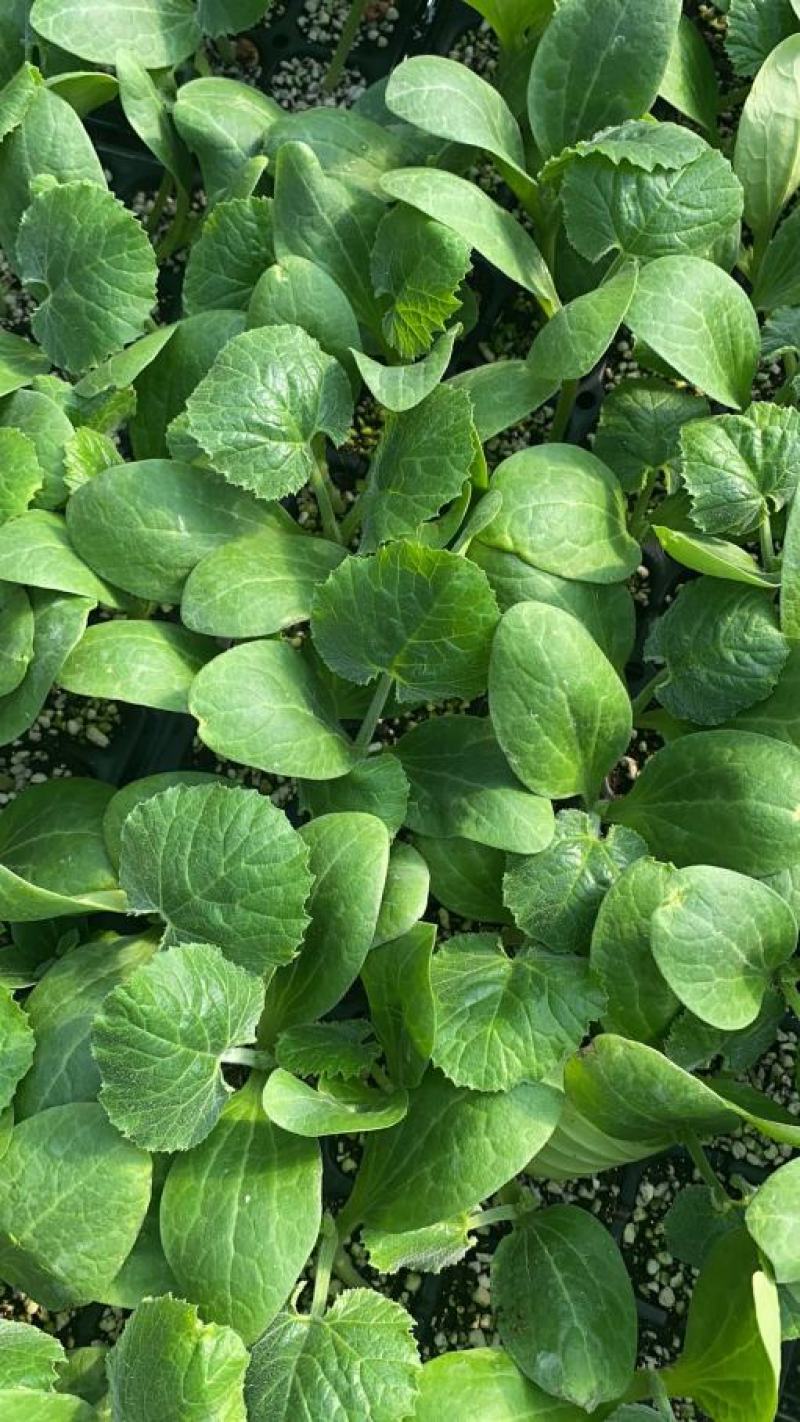 耐热耐寒油绿西葫芦苗供应露天可种植抗病性好