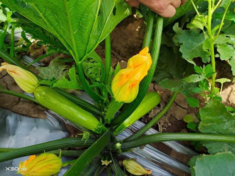 耐热耐寒油绿西葫芦苗供应露天可种植抗病性好