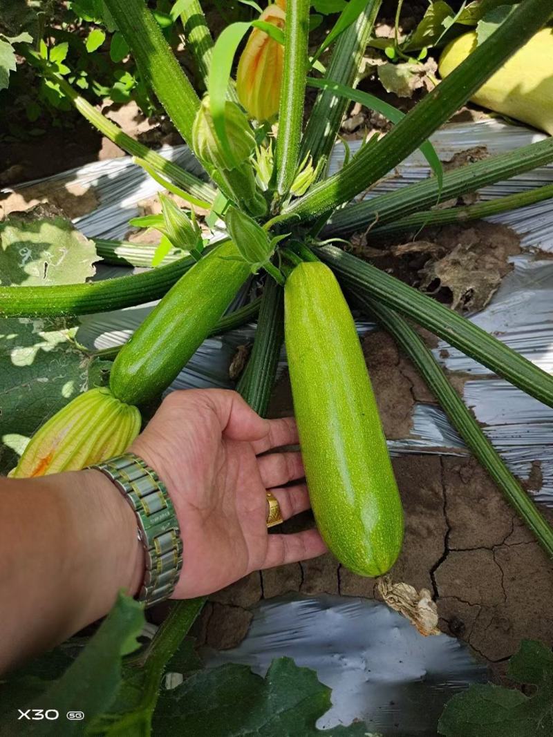 耐热耐寒油绿西葫芦苗供应露天可种植抗病性好