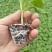耐热耐寒油绿西葫芦苗供应露天可种植抗病性好