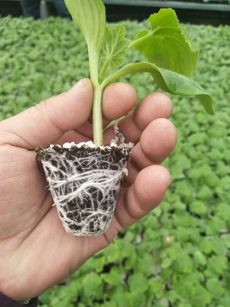 耐热耐寒油绿西葫芦苗供应露天可种植抗病性好