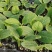 耐热耐寒油绿西葫芦苗供应露天可种植抗病性好