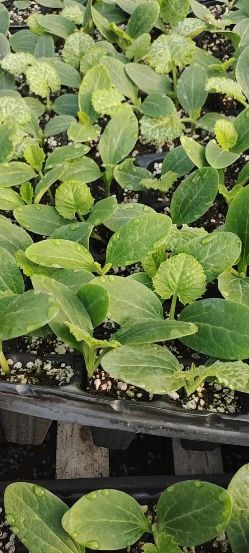 耐热耐寒油绿西葫芦苗供应露天可种植抗病性好