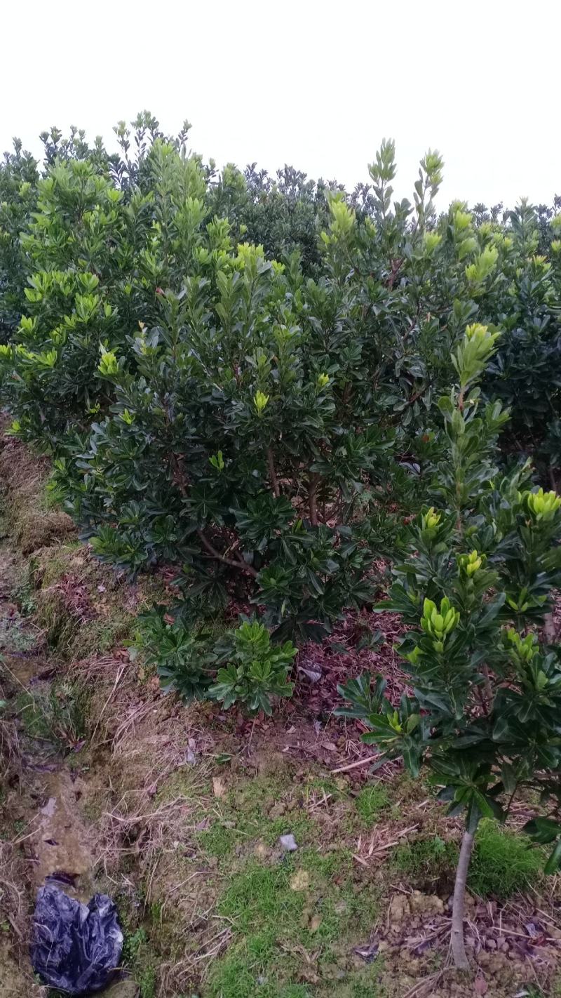 东魁杨梅嫁接苗，三至六公分，农户自产自销欢迎点赞关注