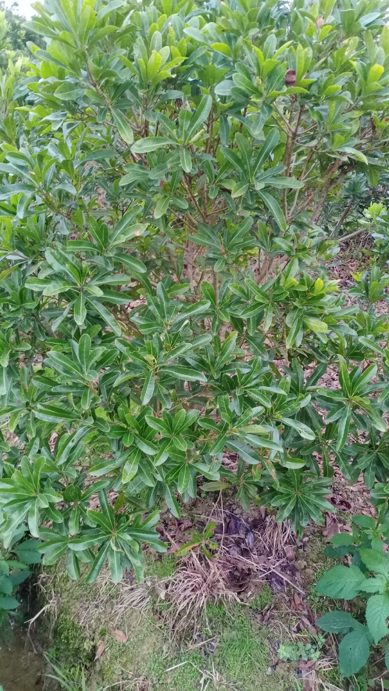 东魁杨梅嫁接苗，三至六公分，农户自产自销欢迎点赞关注