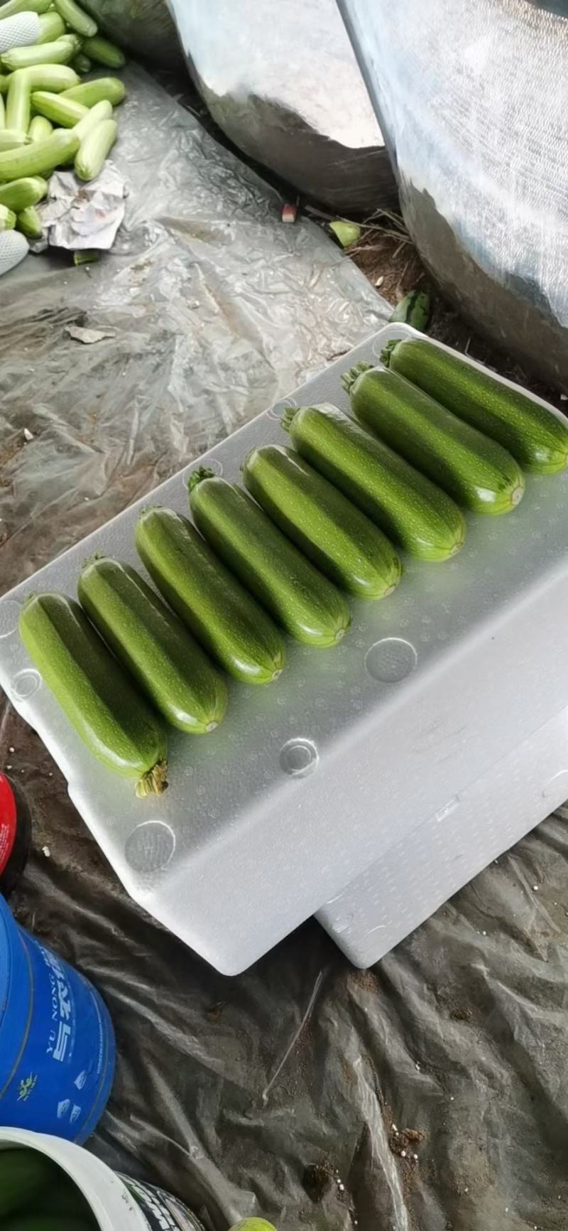 耐热耐寒油绿西葫芦苗供应露天可种植抗病性好