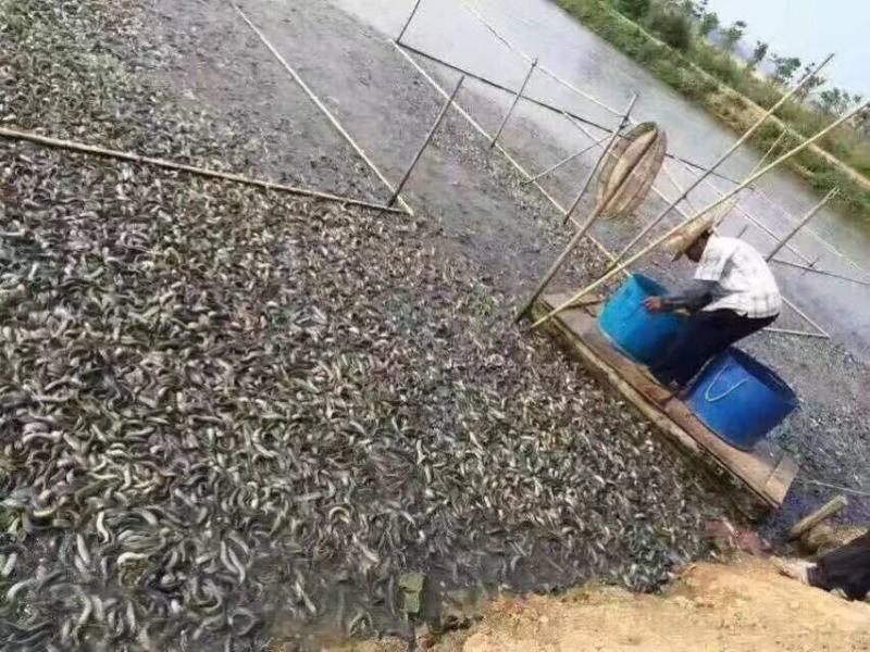 泥鳅苗/大泥鳅苗/杂交泥鳅苗/本地泥鳅苗