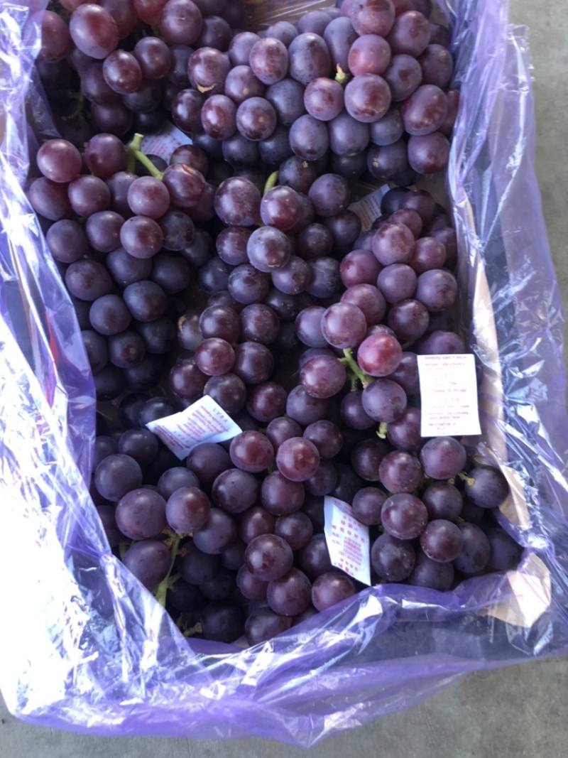 秦皇岛红巨丰葡萄
